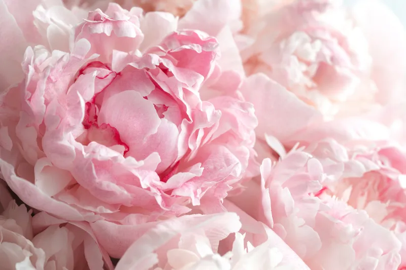 Fototapeta Puszyste różowe piwonie