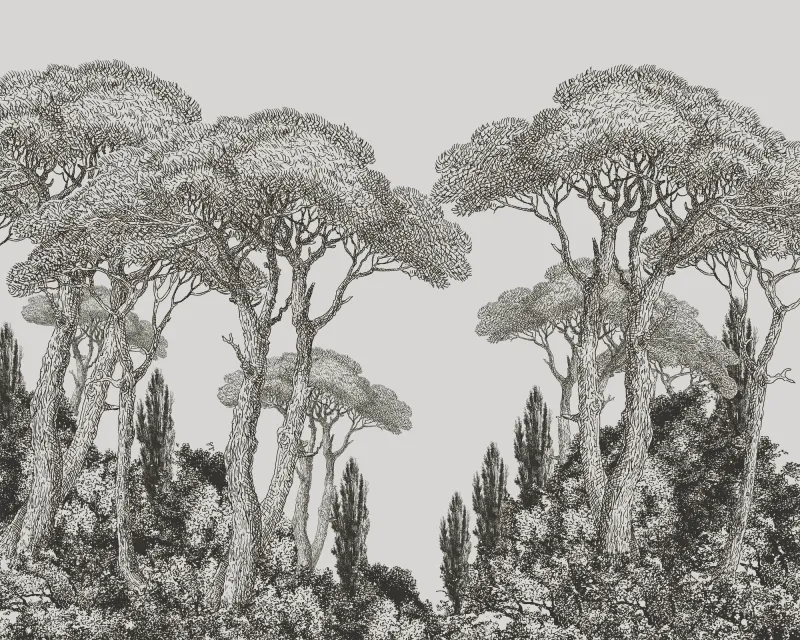 Fototapeta Drzewa szkic