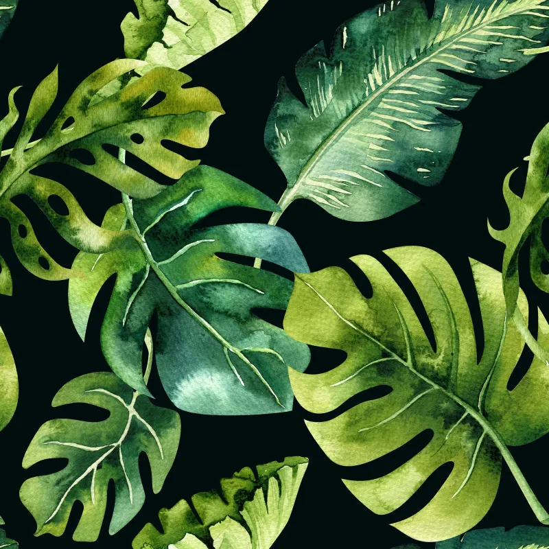 Fototapeta Wzór Liści monstera na czarnym tle, akwarela