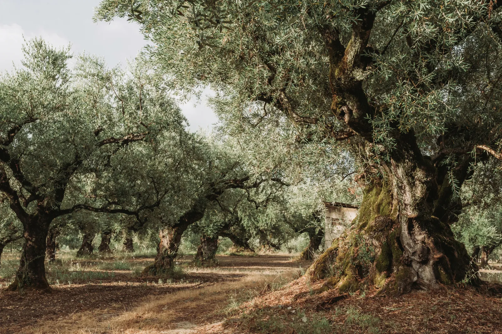 Fototapeta Gaj Oliwny — powiększenie wzoru