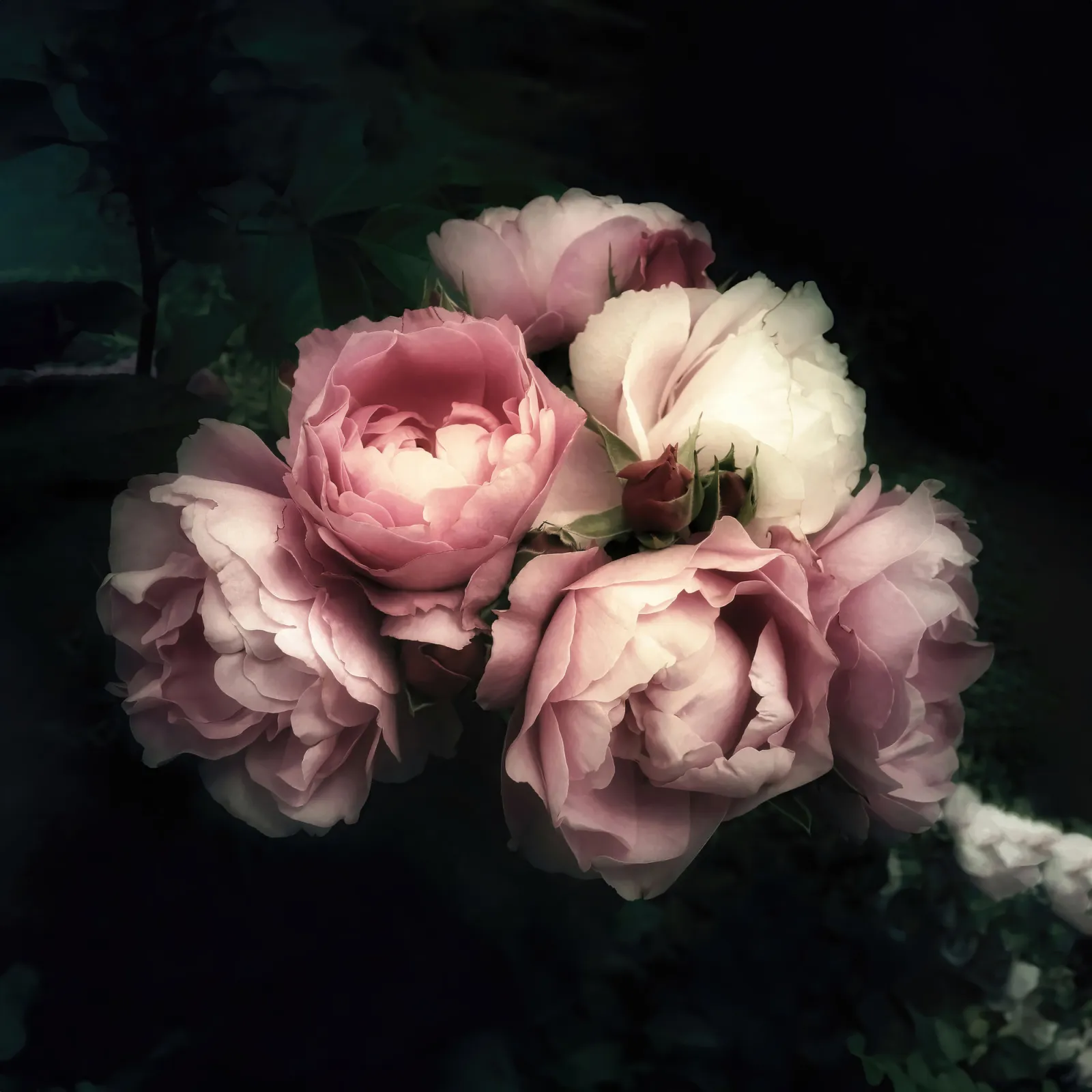 Fototapeta Peonie na Ciemnym Tle — powiększenie wzoru