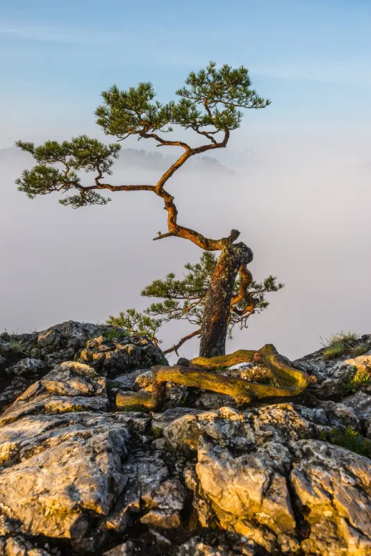Fototapeta Sokolica Pieniny