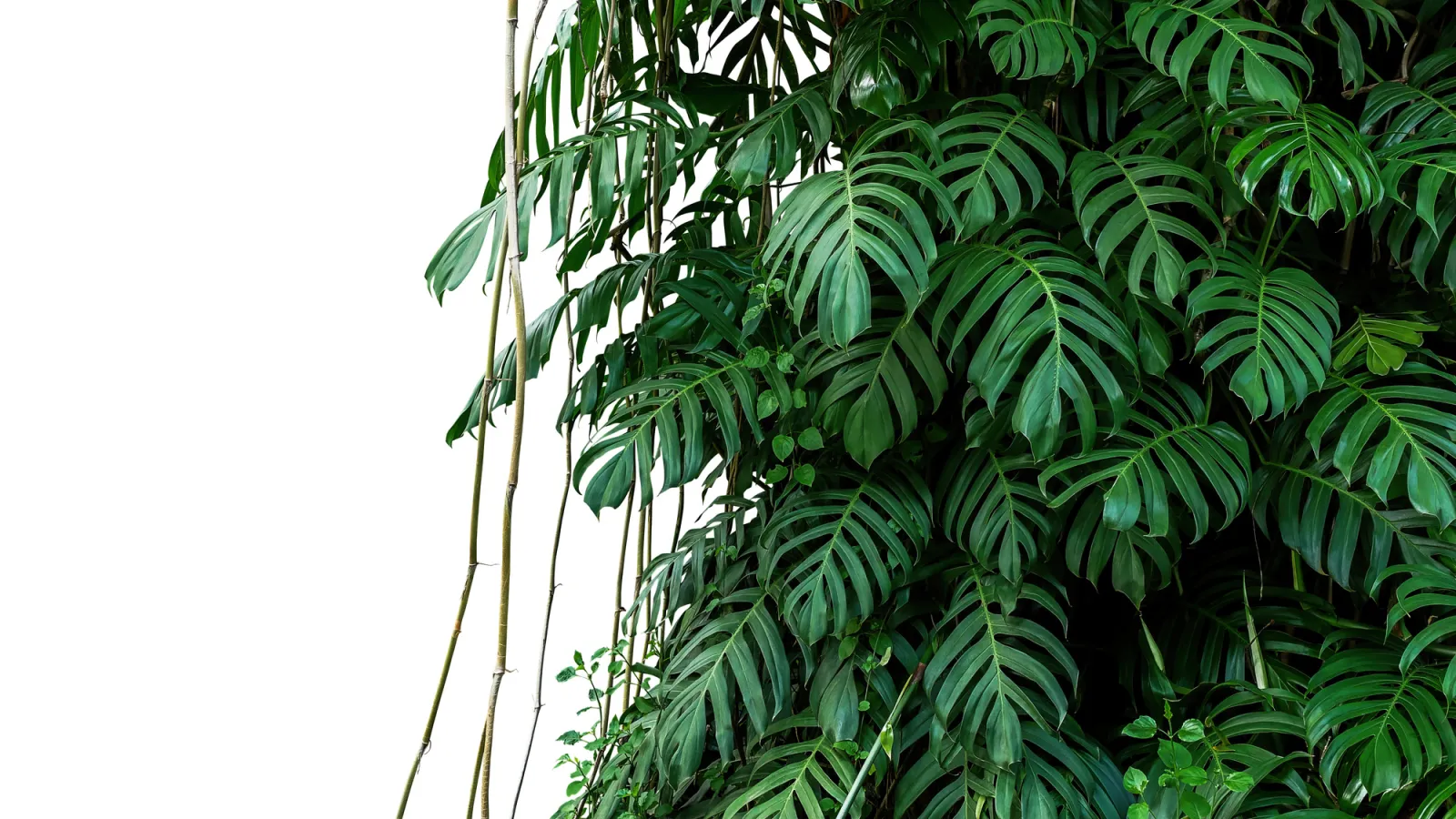 Fototapeta Liście Monstera na białym tle — powiększenie wzoru
