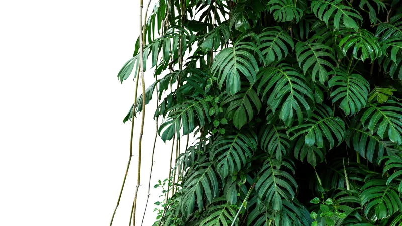 Fototapeta Liście Monstera na białym tle