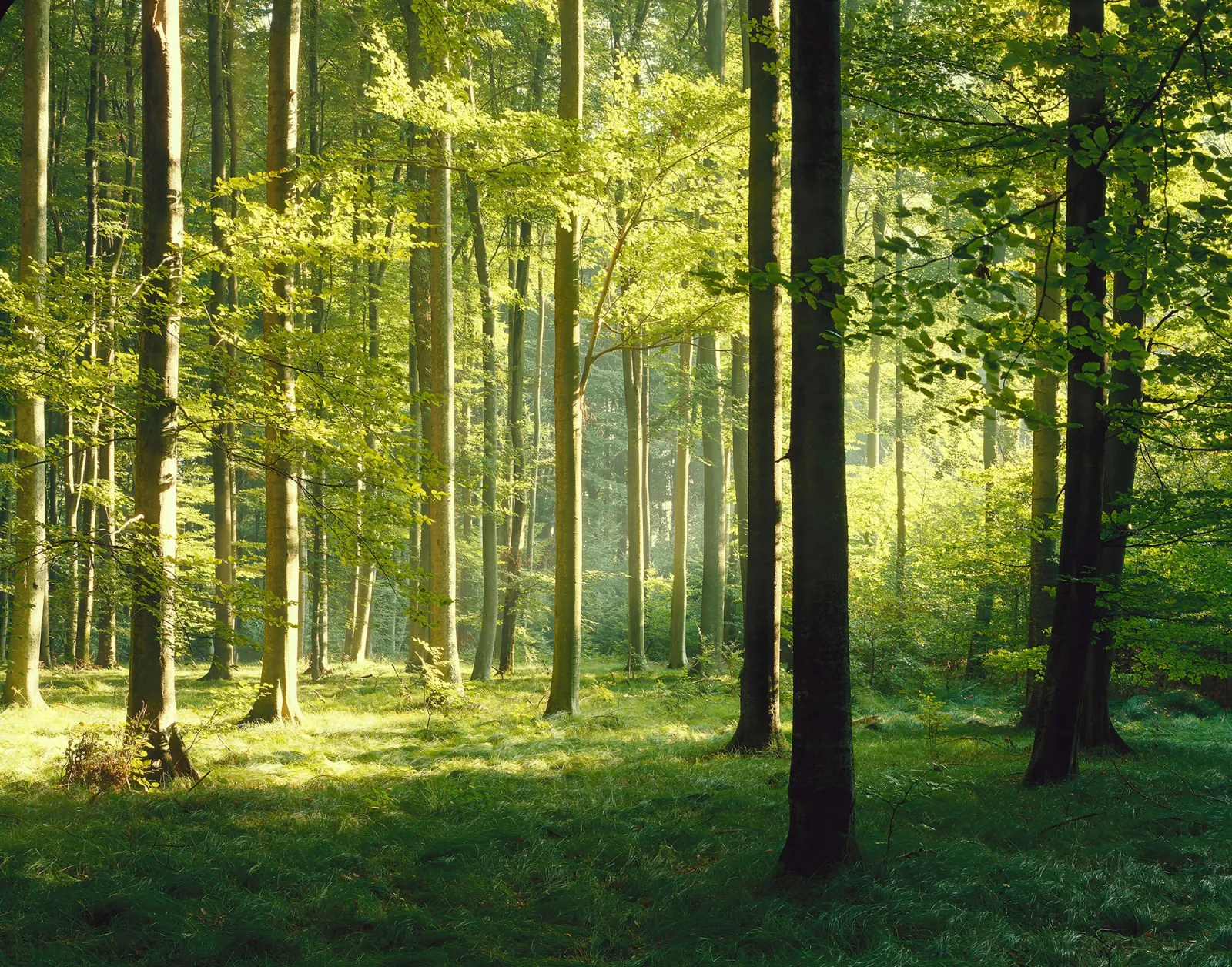 Fototapeta Bukowy las — powiększenie wzoru