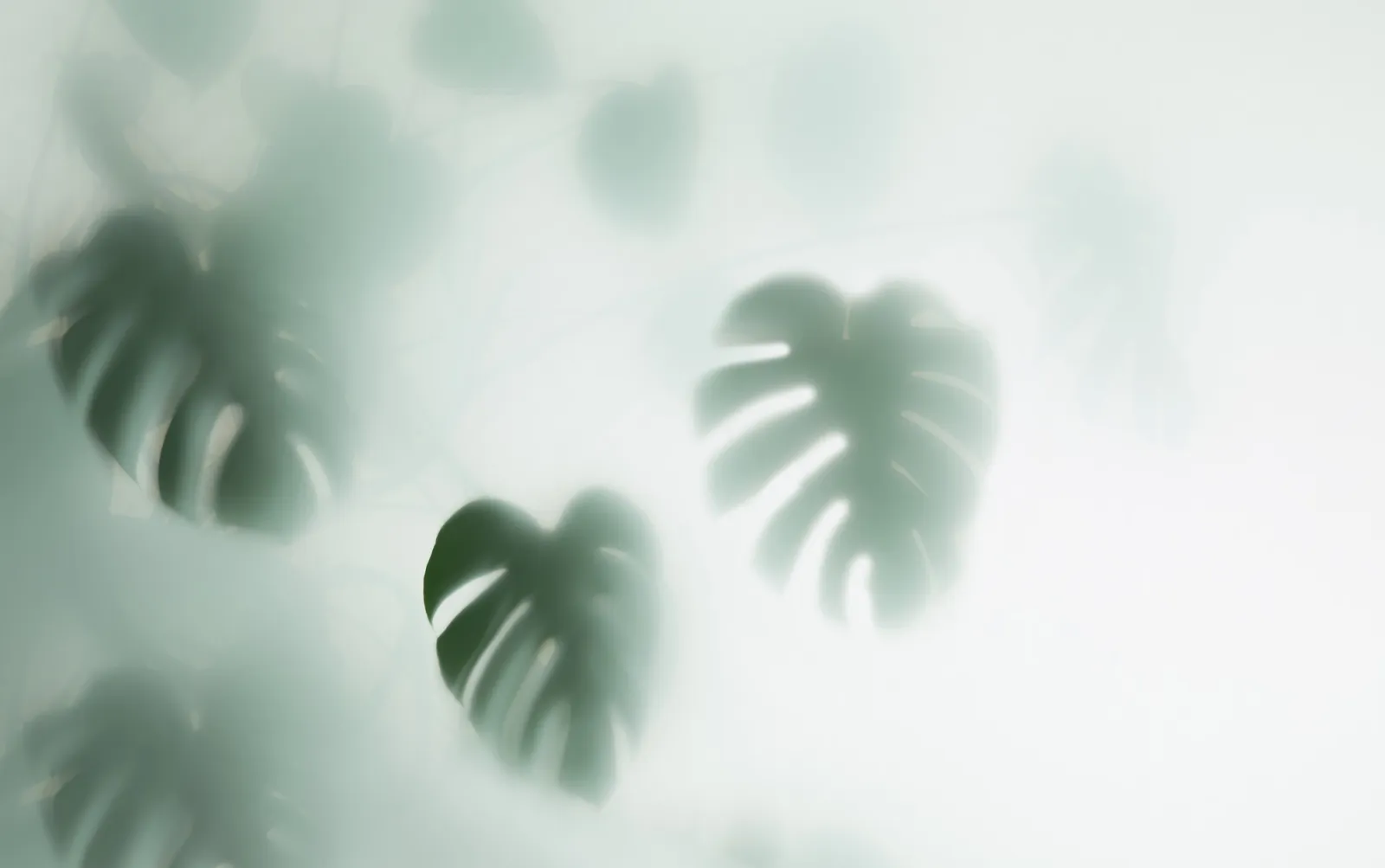 Fototapeta Liście monstera we mgle — powiększenie wzoru