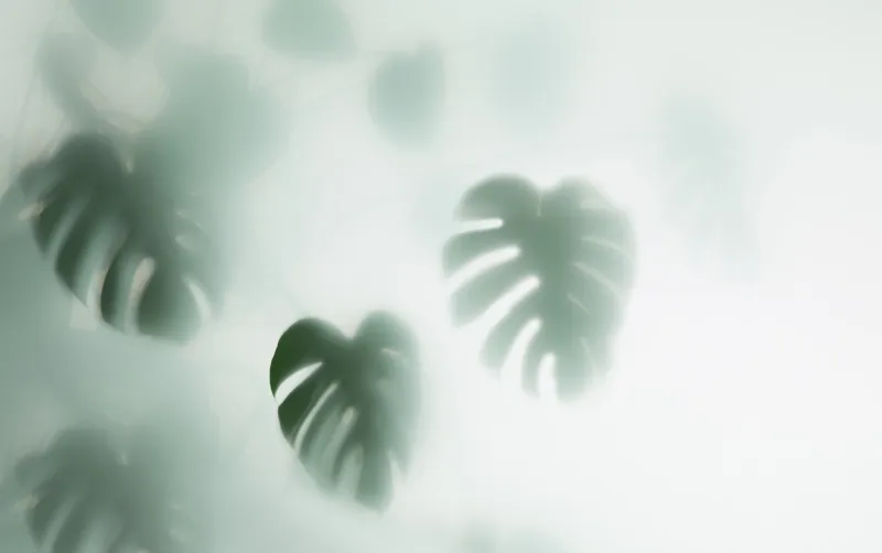Fototapeta Liście monstera we mgle