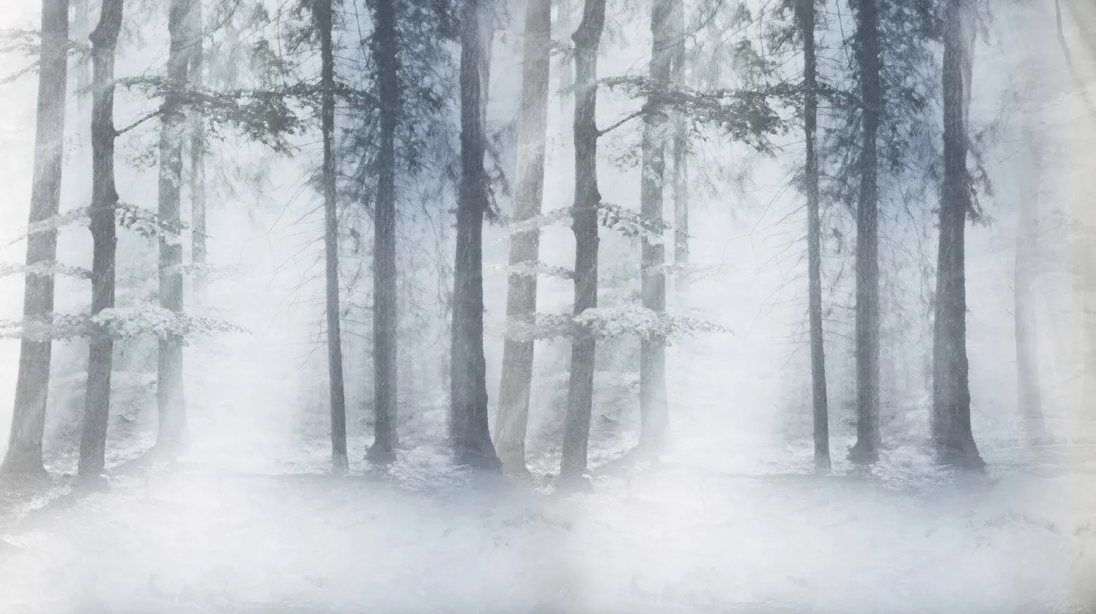 Fototapeta Mglisty las — powiększenie wzoru