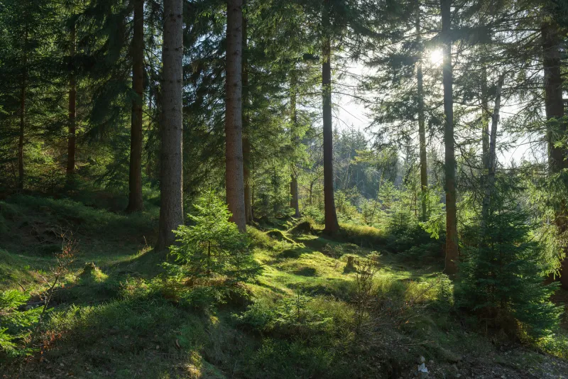 Fototapeta Zachodzące słońce w świerkowym lesie