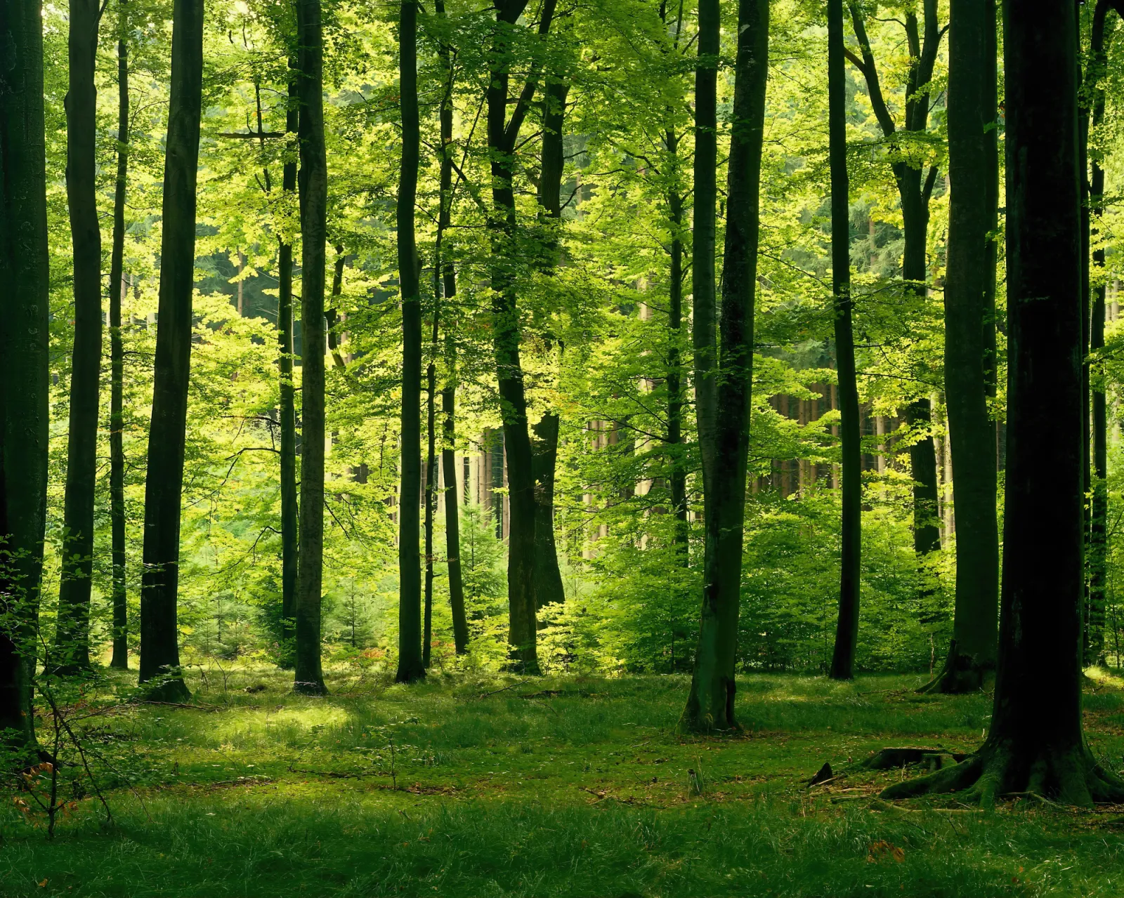 Fototapeta Las liściasty — powiększenie wzoru
