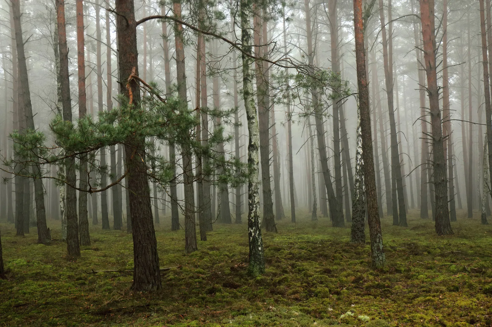 Fototapeta Mglisty las sosnowy — powiększenie wzoru