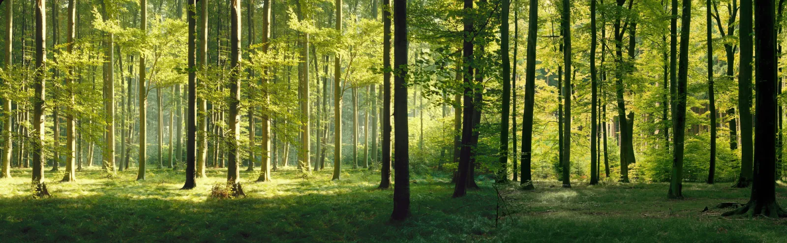 Fototapeta Bukowy las — powiększenie wzoru