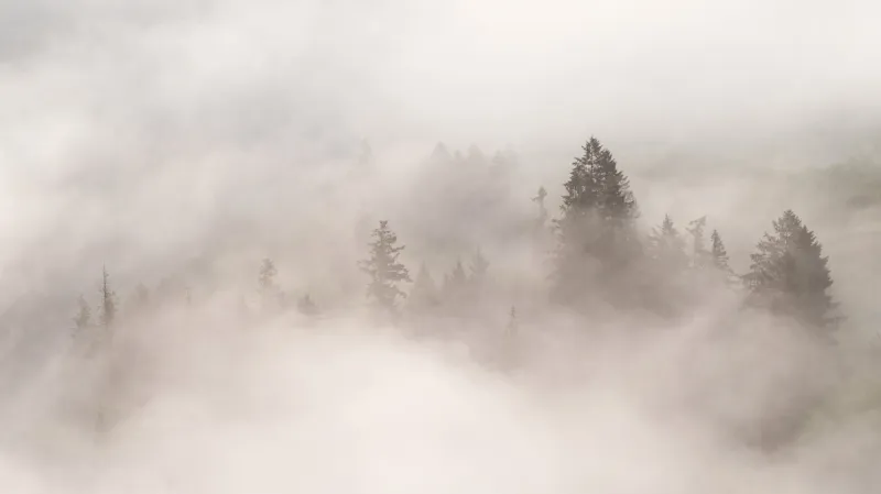 Fototapeta Świerki nad mgłą w ciepłej sepii