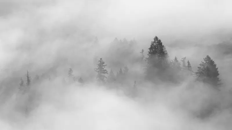 Fototapeta Świerki nad mgłą w szarościach