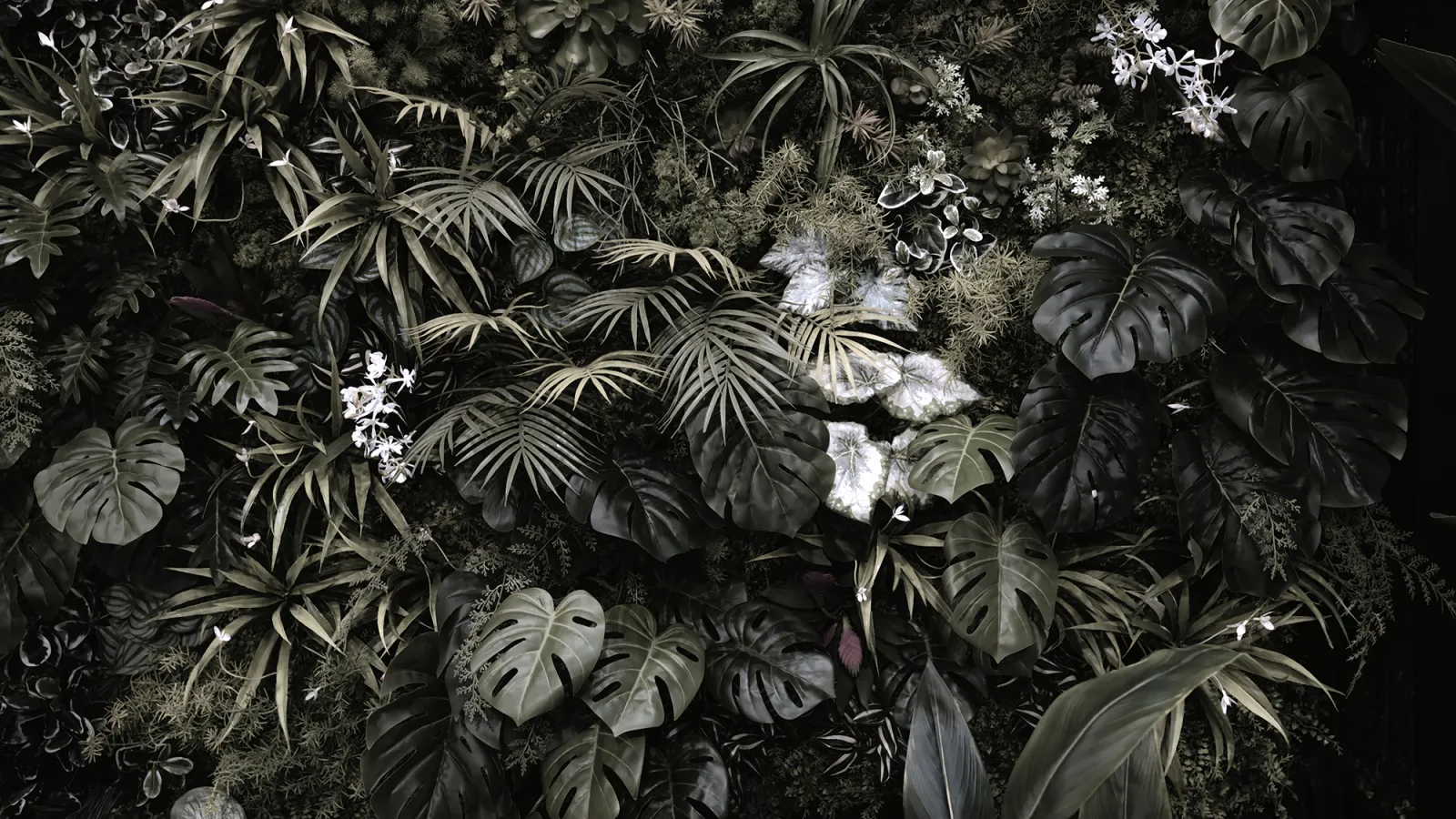 Fototapeta Ciemna dżungla z liśćmi monstery i palm — powiększenie wzoru