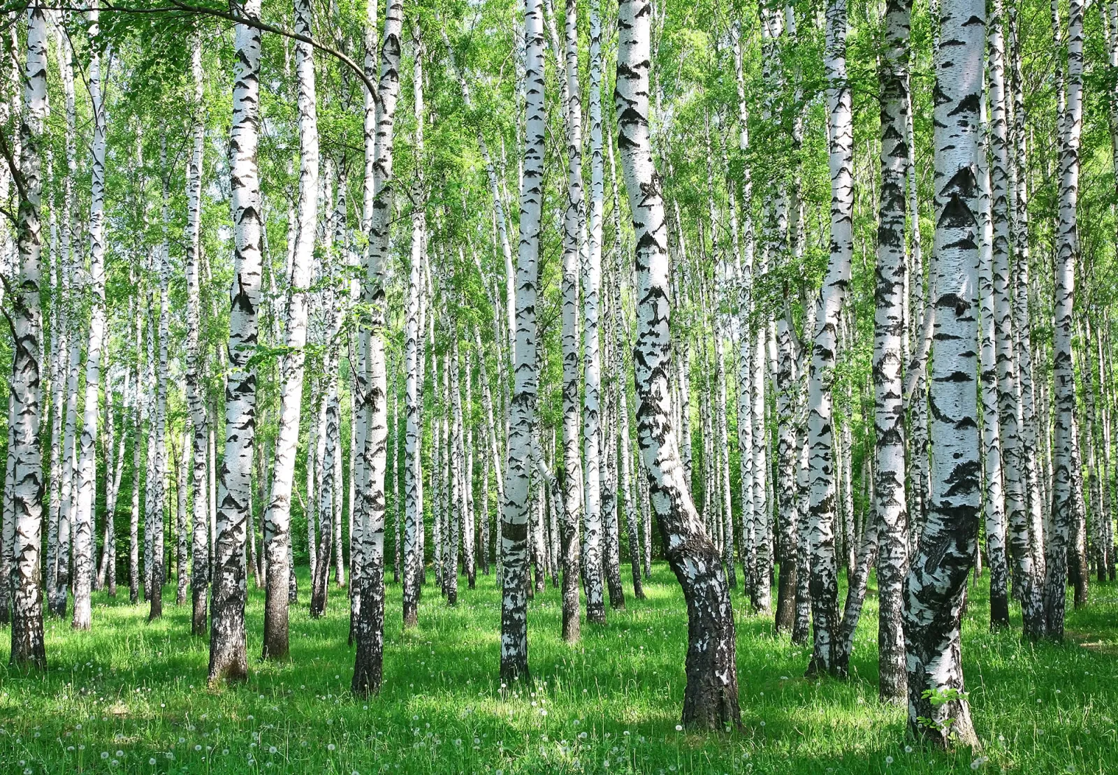 Fototapeta Wiosenny brzozowy las — powiększenie wzoru