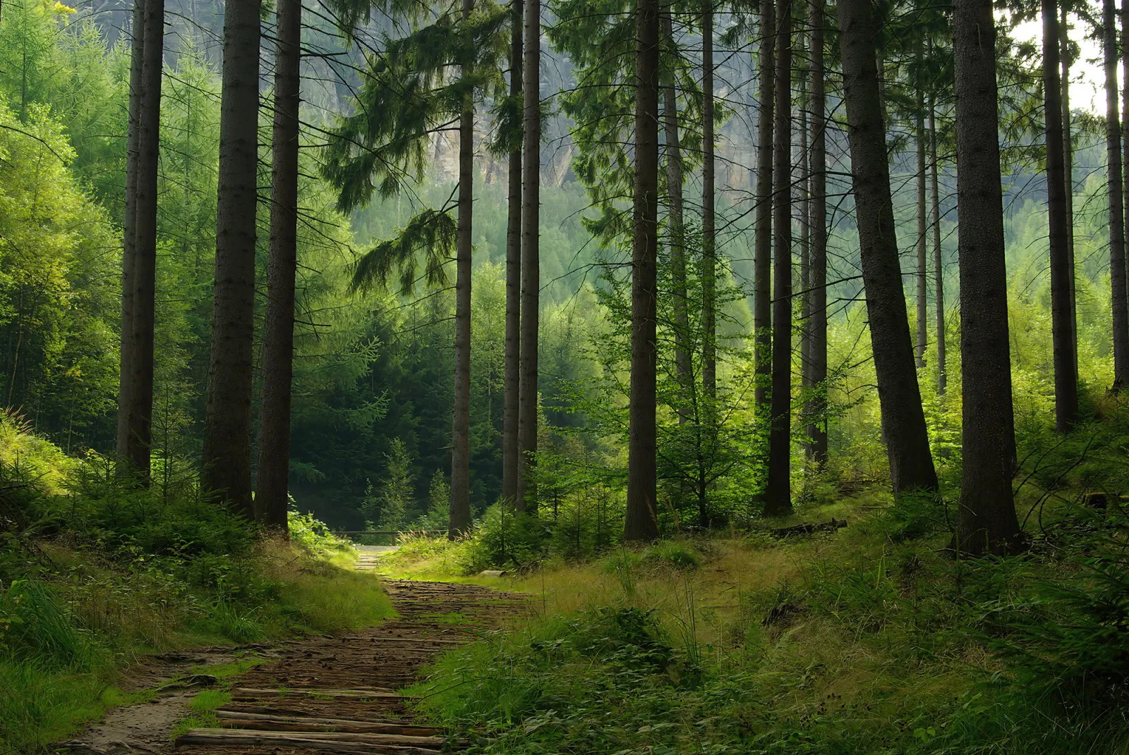 Fototapeta Piękny las ze ścieżką — powiększenie wzoru