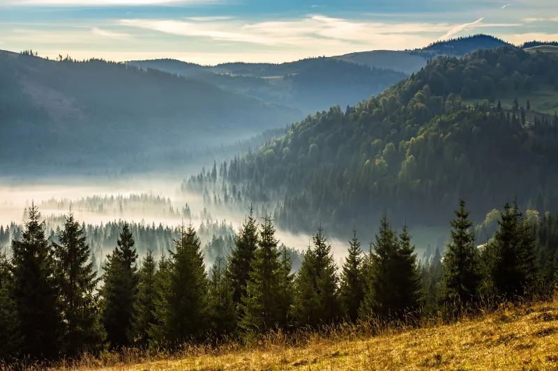 Fototapeta Górska dolina we mgle za świerkami