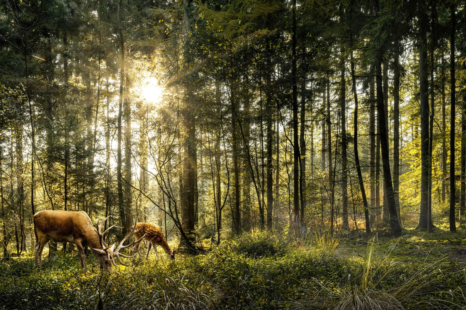 Fototapeta Jelenie w lesie w promieniach słońca — powiększenie wzoru