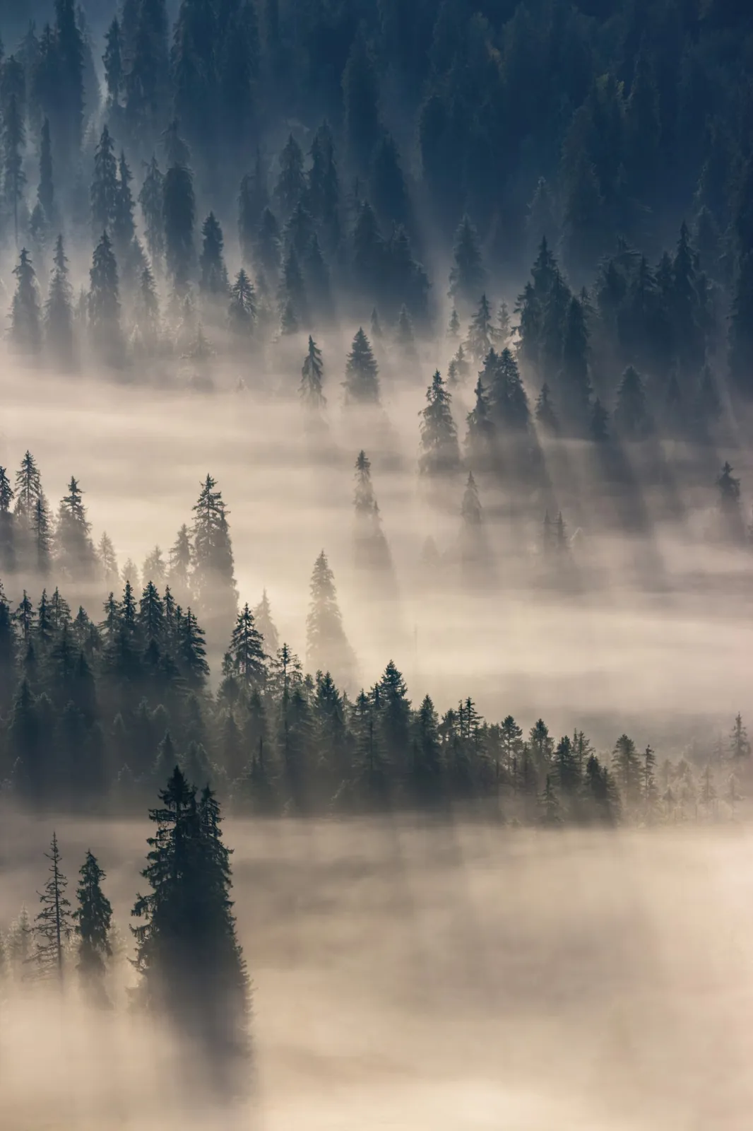 Fototapeta Las w gęstej mgle — powiększenie wzoru