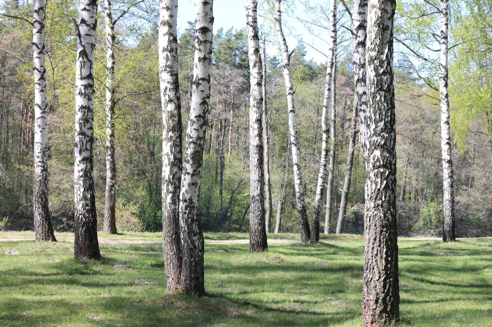 Fototapeta Piękny brzozowy las — powiększenie wzoru