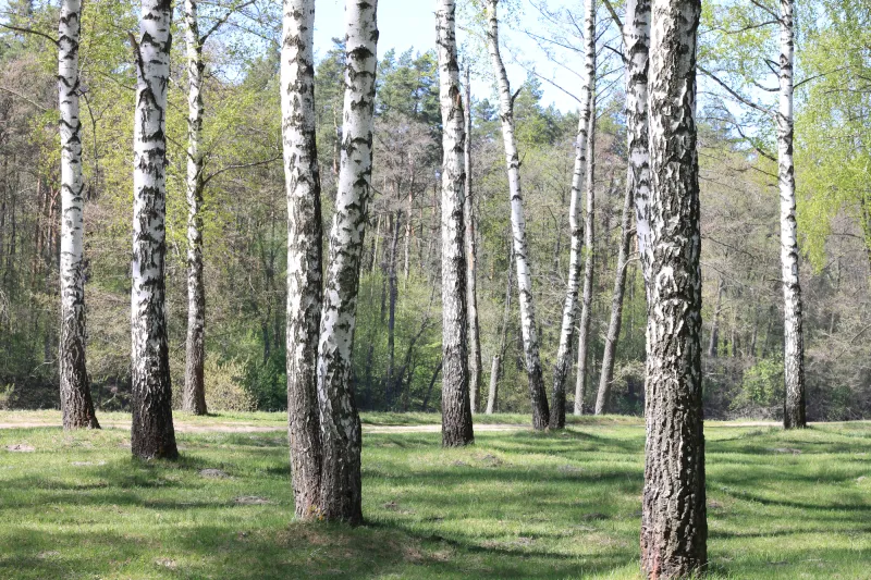 Fototapeta Piękny brzozowy las