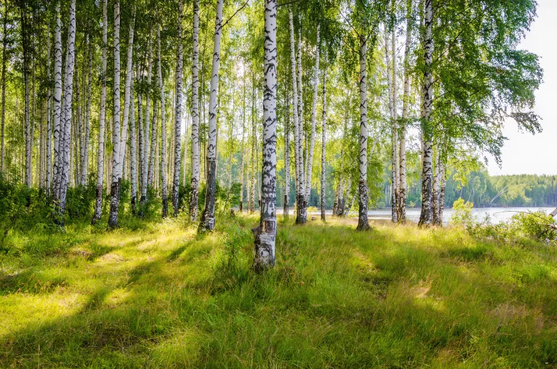 Fototapeta Brzozowy gaj nad rzeką latem w słoneczny dzień