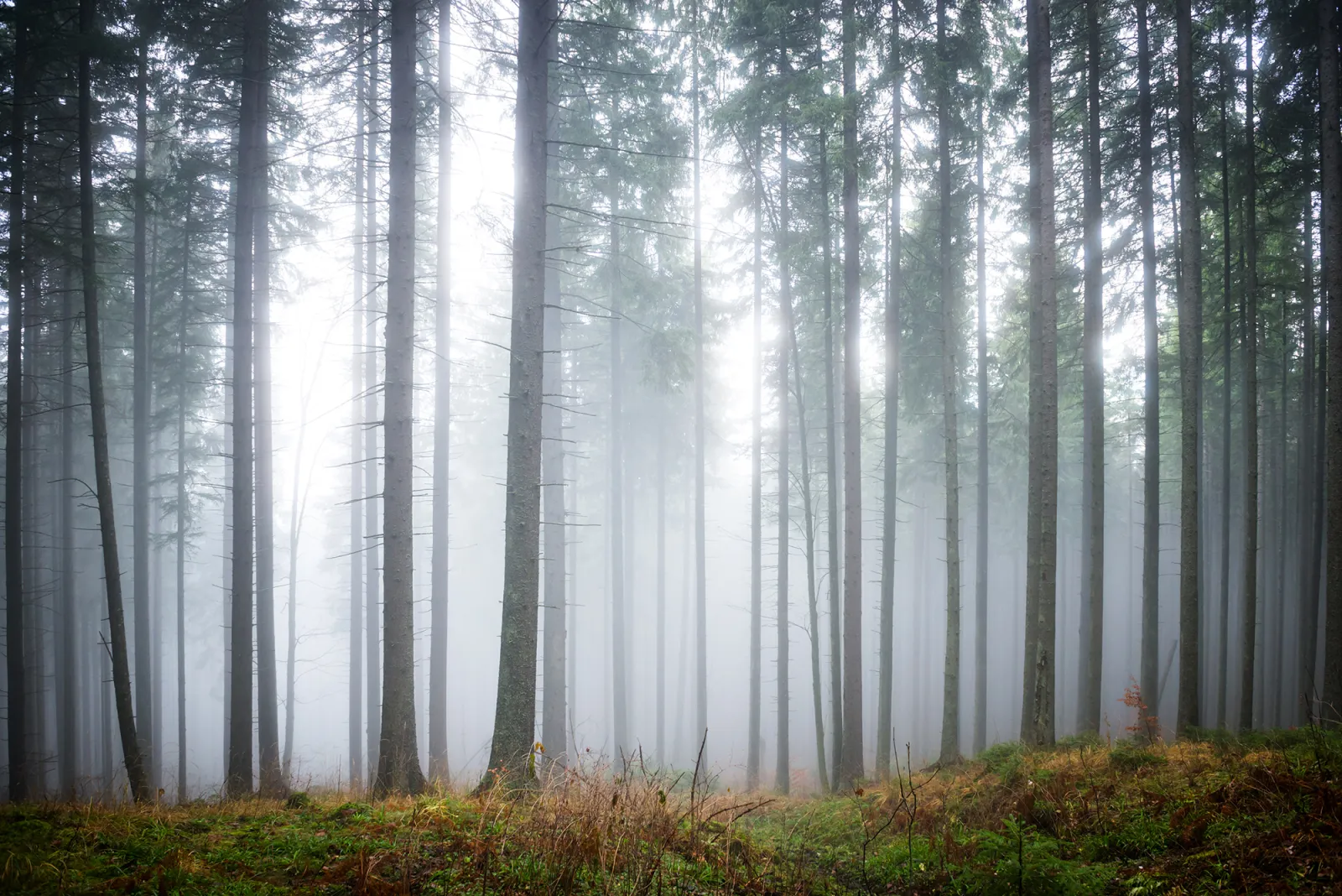 Fototapeta Las spowity mgłą — powiększenie wzoru
