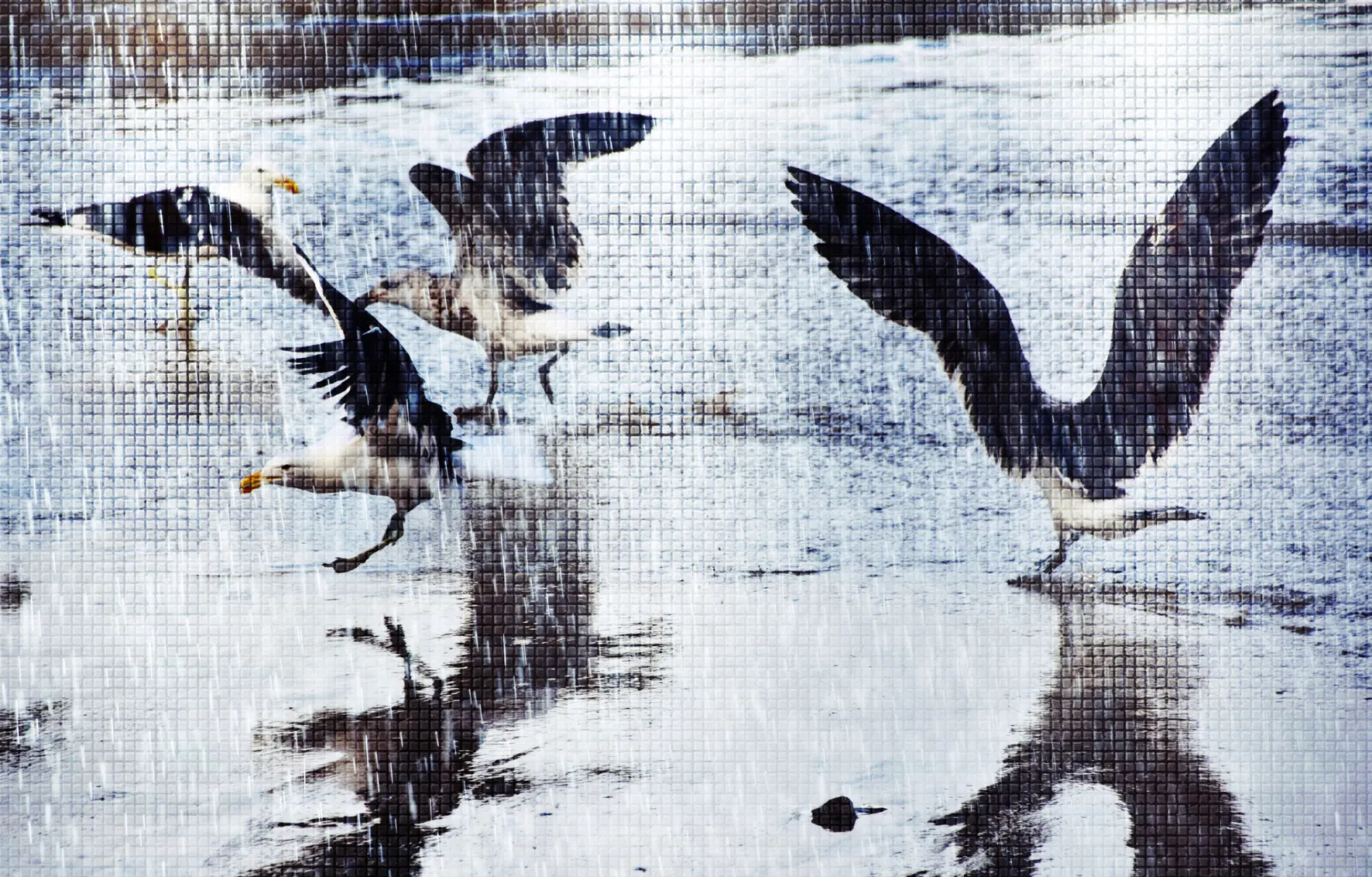 Fototapeta Mewy na plaży, zdjęcie artystyczne — powiększenie wzoru