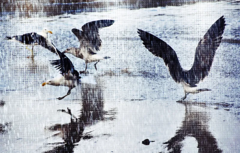 Fototapeta Mewy na plaży, zdjęcie artystyczne