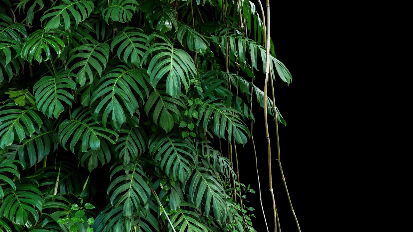 Fototapeta Zielone liście Monstera — powiększenie wzoru