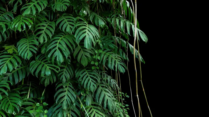 Fototapeta Zielone liście Monstera