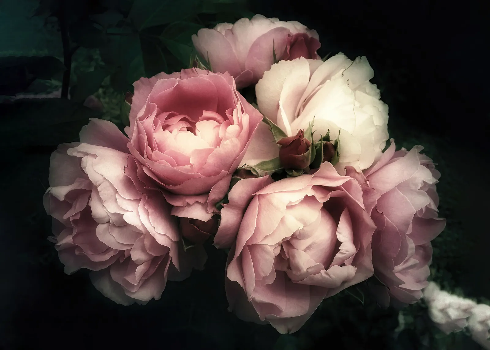 Fototapeta Peonie na Ciemnym Tle — powiększenie wzoru