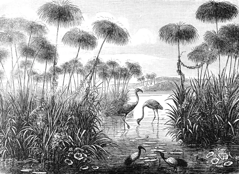 Fototapeta flamingi nad wodą