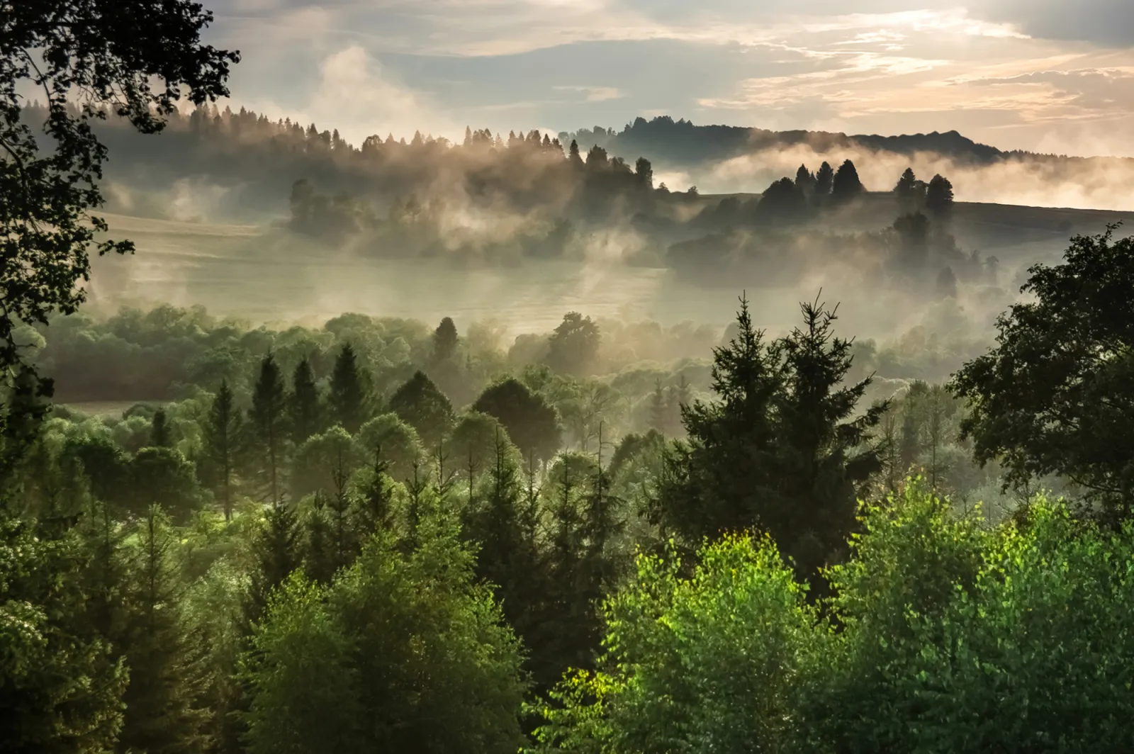Fototapeta Las i polana we mgle — powiększenie wzoru