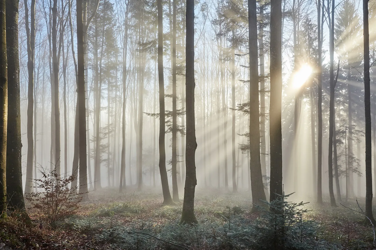 Fototapeta Promienie słońca przez mglisty las — powiększenie wzoru