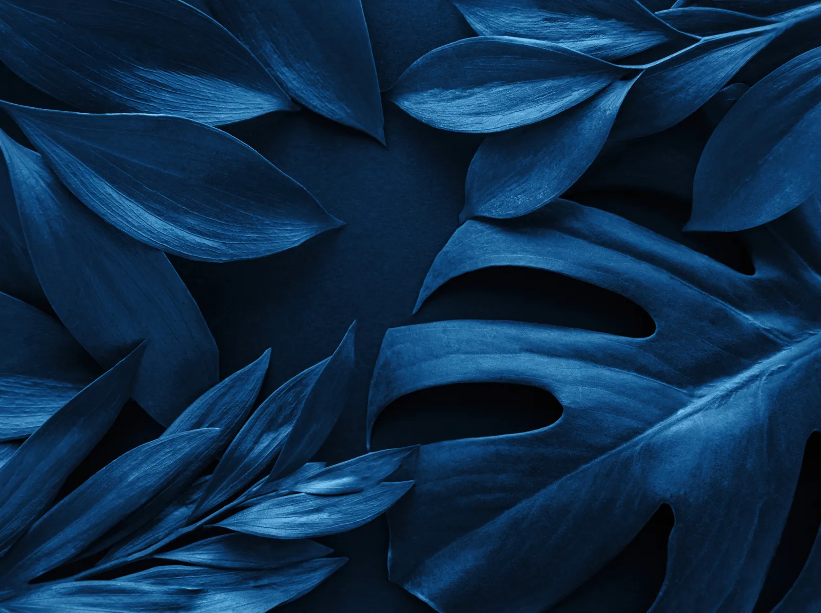 Fototapeta liście monstera w niebieskim kolorze — powiększenie wzoru