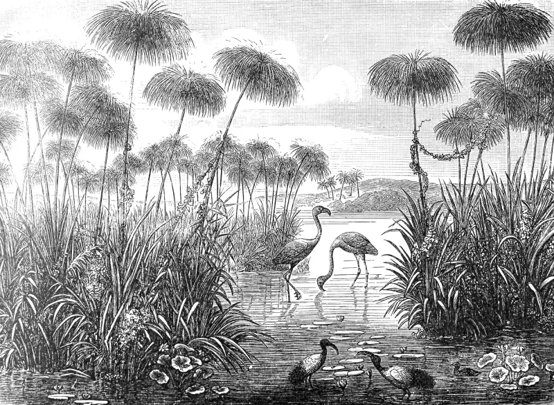 Fototapeta Flamingi nad wodą