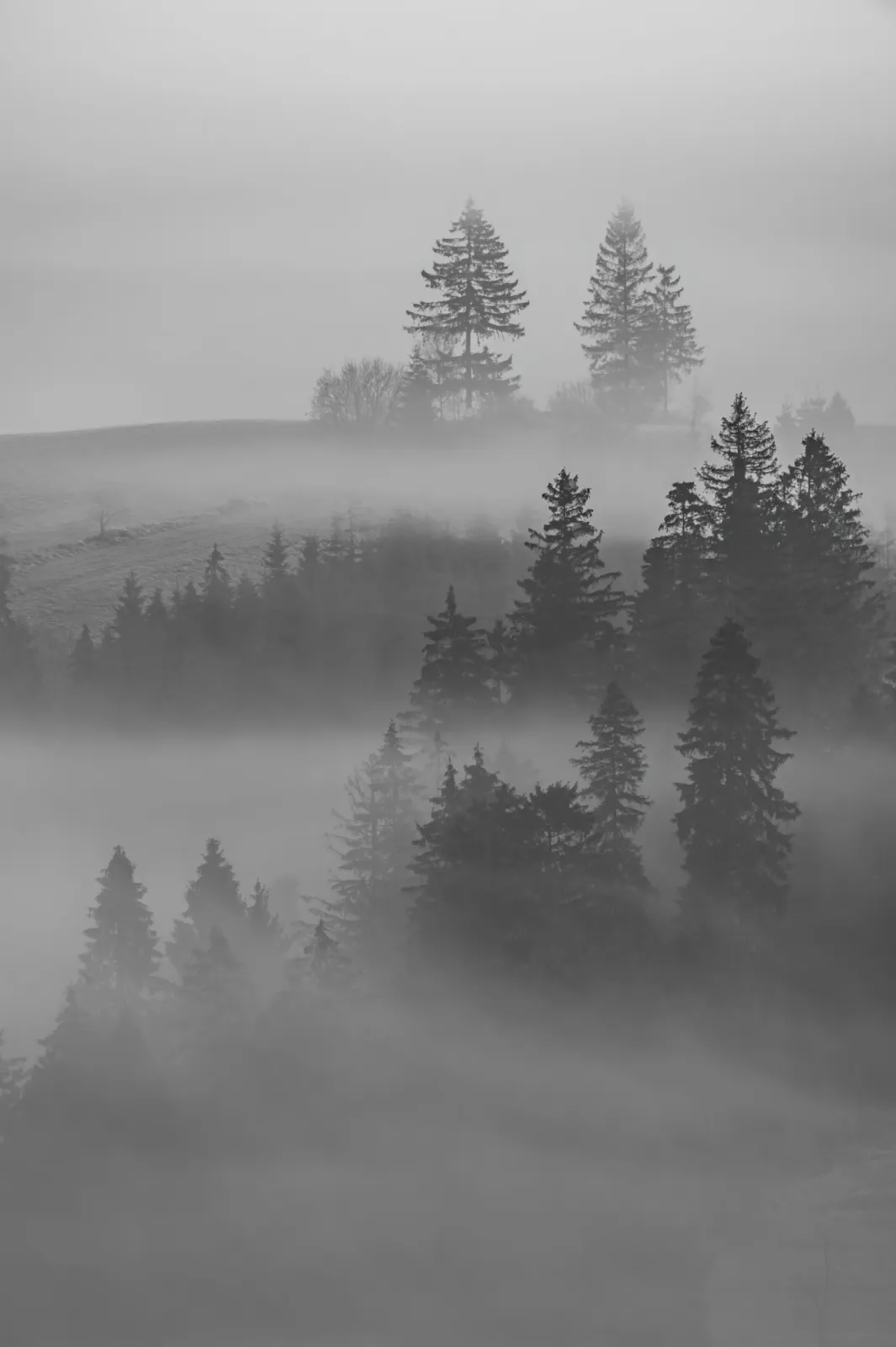 Fototapeta Pienińskie lasy we mgle — powiększenie wzoru