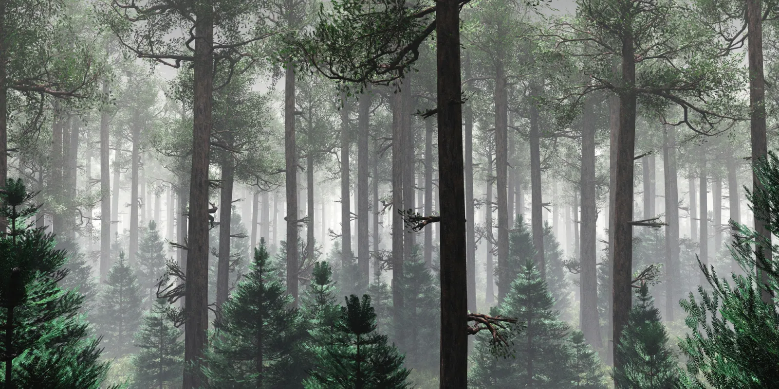 Fototapeta Mglisty poranek wśród drzew — powiększenie wzoru
