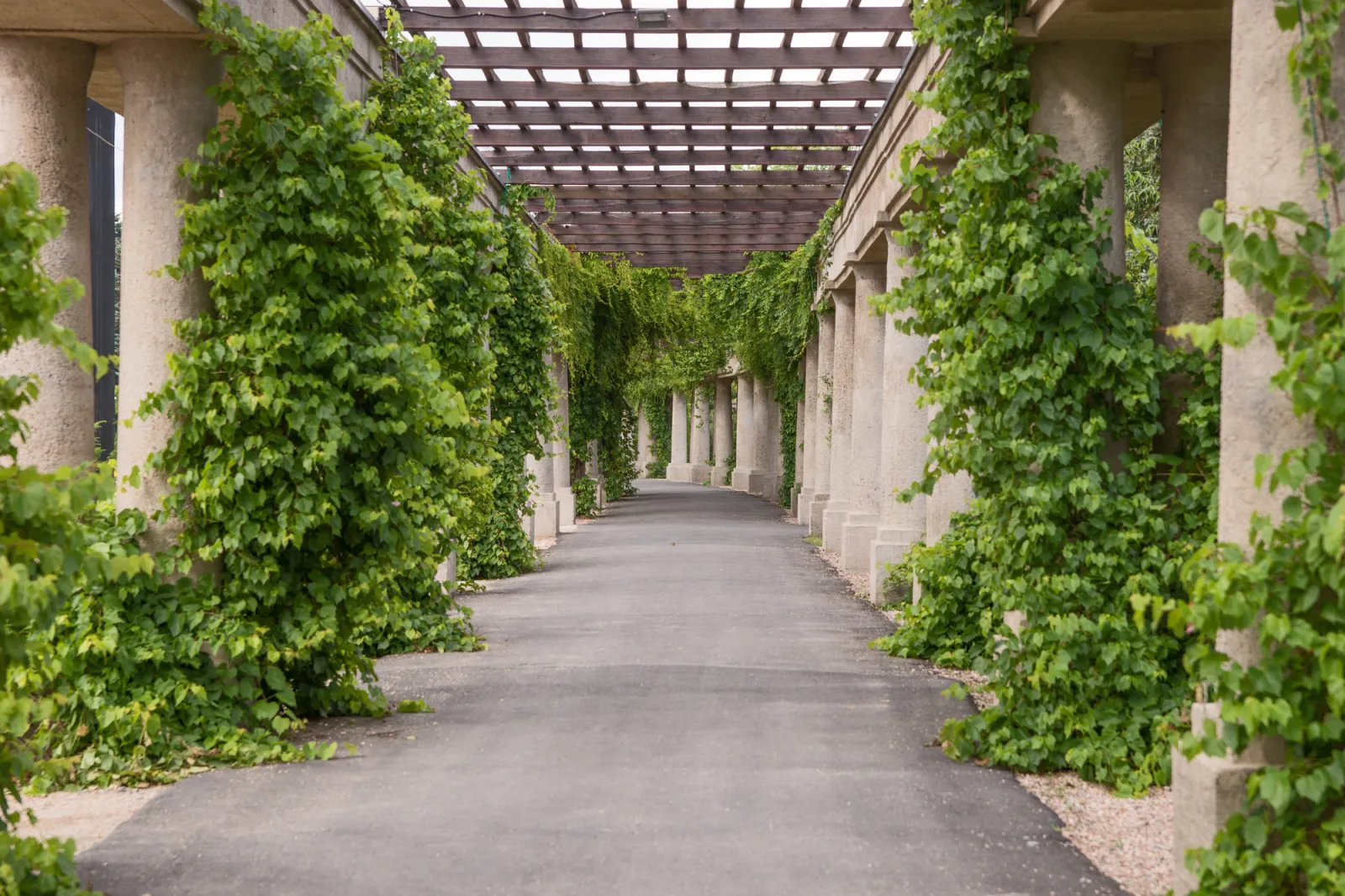 Fototapeta Piękna pergola ogrodowa — powiększenie wzoru