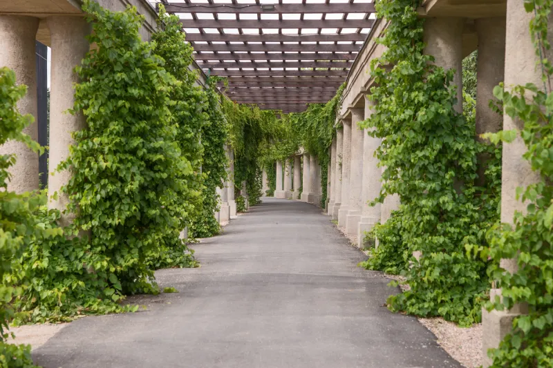 Fototapeta Piękna pergola ogrodowa