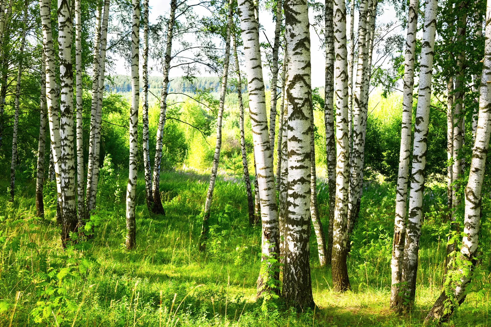 Fototapeta Las Brzozowy — powiększenie wzoru