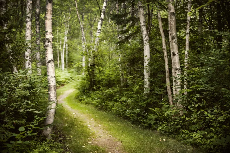 Fototapeta Ścieżka w Lesie Brzozowym