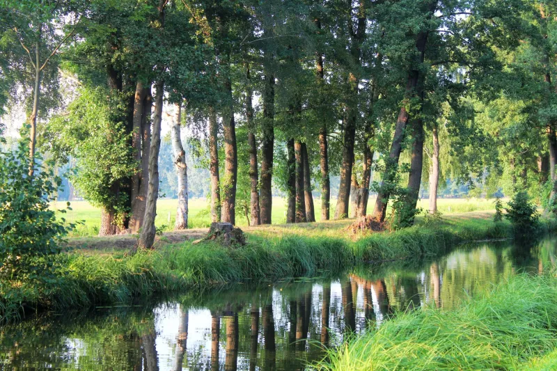 Fototapeta Drzewa nad Wodą