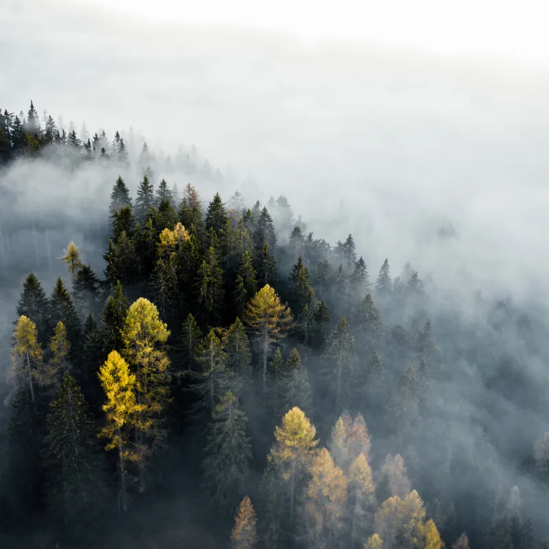 Fototapeta Las we Mgle Jesienią