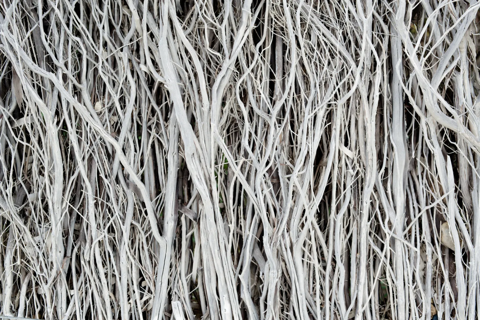 Fototapeta Suche gałęzie 3d — powiększenie wzoru