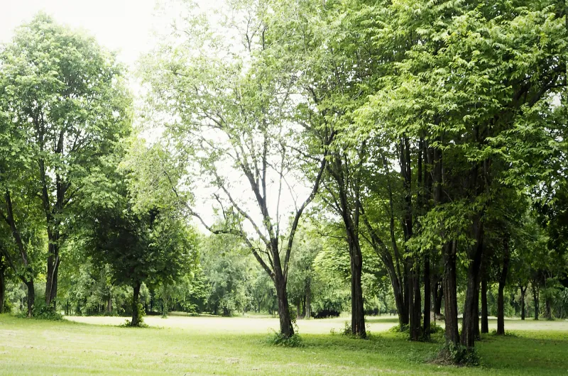 Fototapeta Piękna zielona polana w lesie