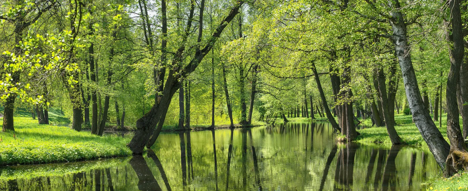Fototapeta Staw i zielone drzewa w parku — powiększenie wzoru