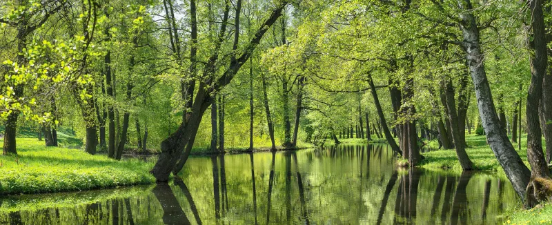 Fototapeta Staw i zielone drzewa w parku
